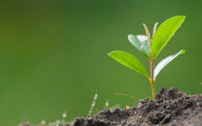 Apertura de la nueva convocatoria del PERTE Agroalimentario para impulsar la innovación y sostenibilidad en el sector