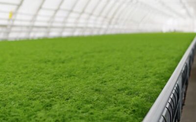 Industria publica las pautas del PERTE Agroalimentario II para consulta ciudadana