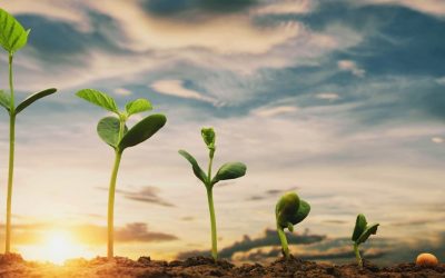 Apertura de la convocatoria de ayudas para impulsar la competitividad de la industria agroalimentaria en Castilla y León